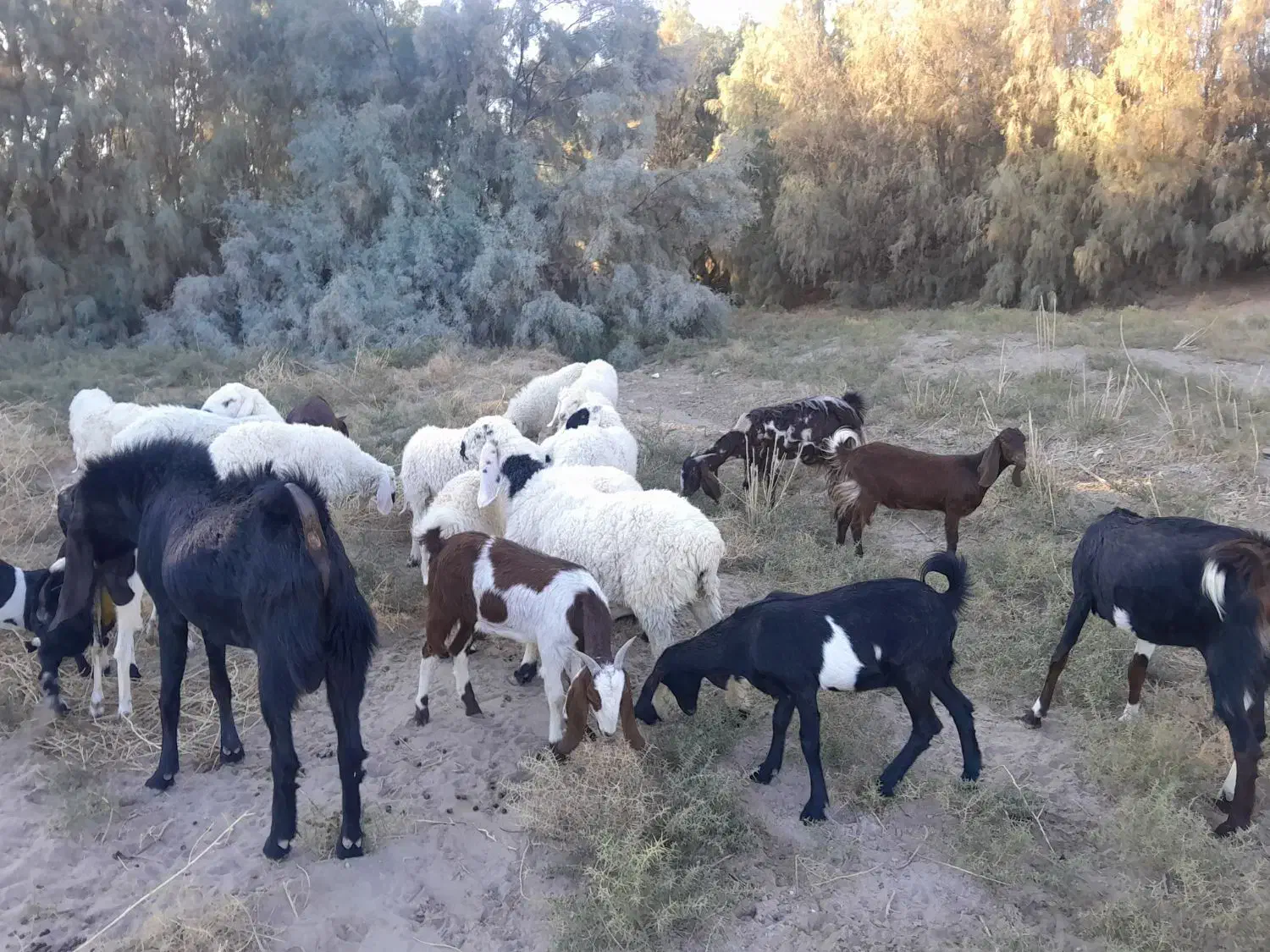 گوسفند وبره نر نسل دار|حیوانات مزرعه|میرجاوه, |دیوار