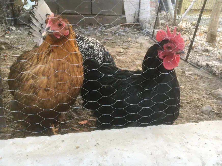 مرغ و خروس نژاد دار|حیوانات مزرعه|تایباد, |دیوار