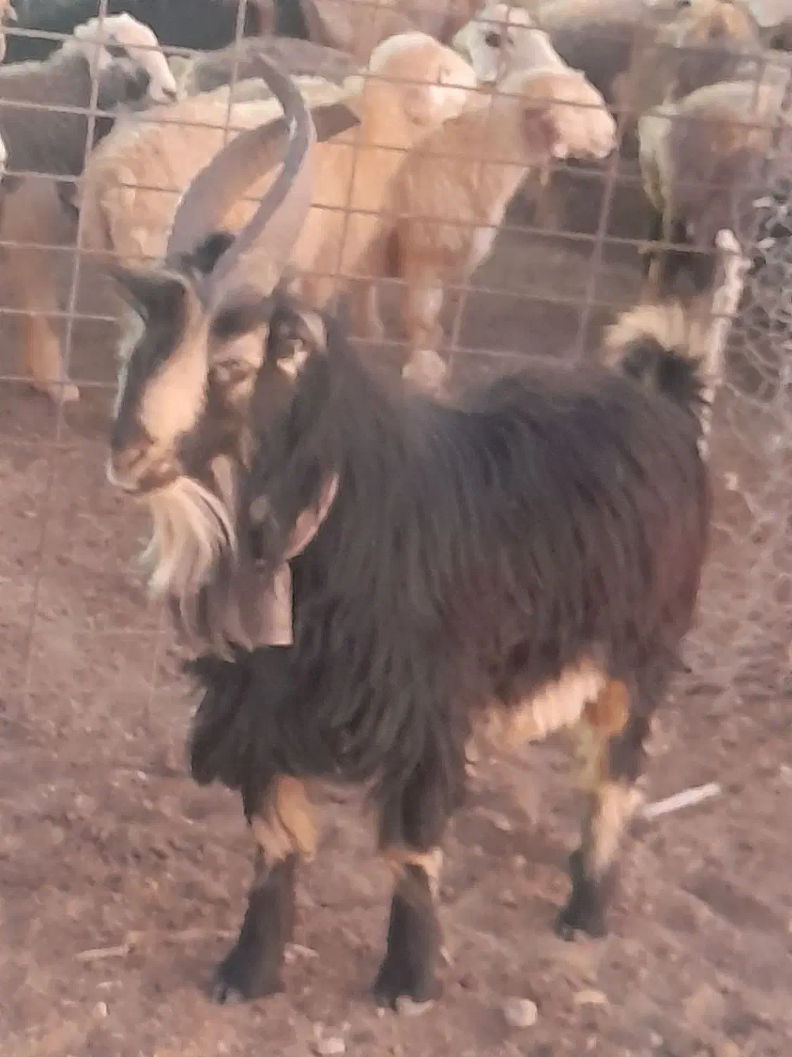 فروشی|حیوانات مزرعه|سمیرم, |دیوار