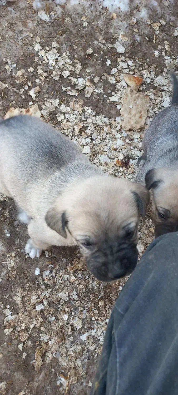 رایگان|سگ|سراجو, |دیوار