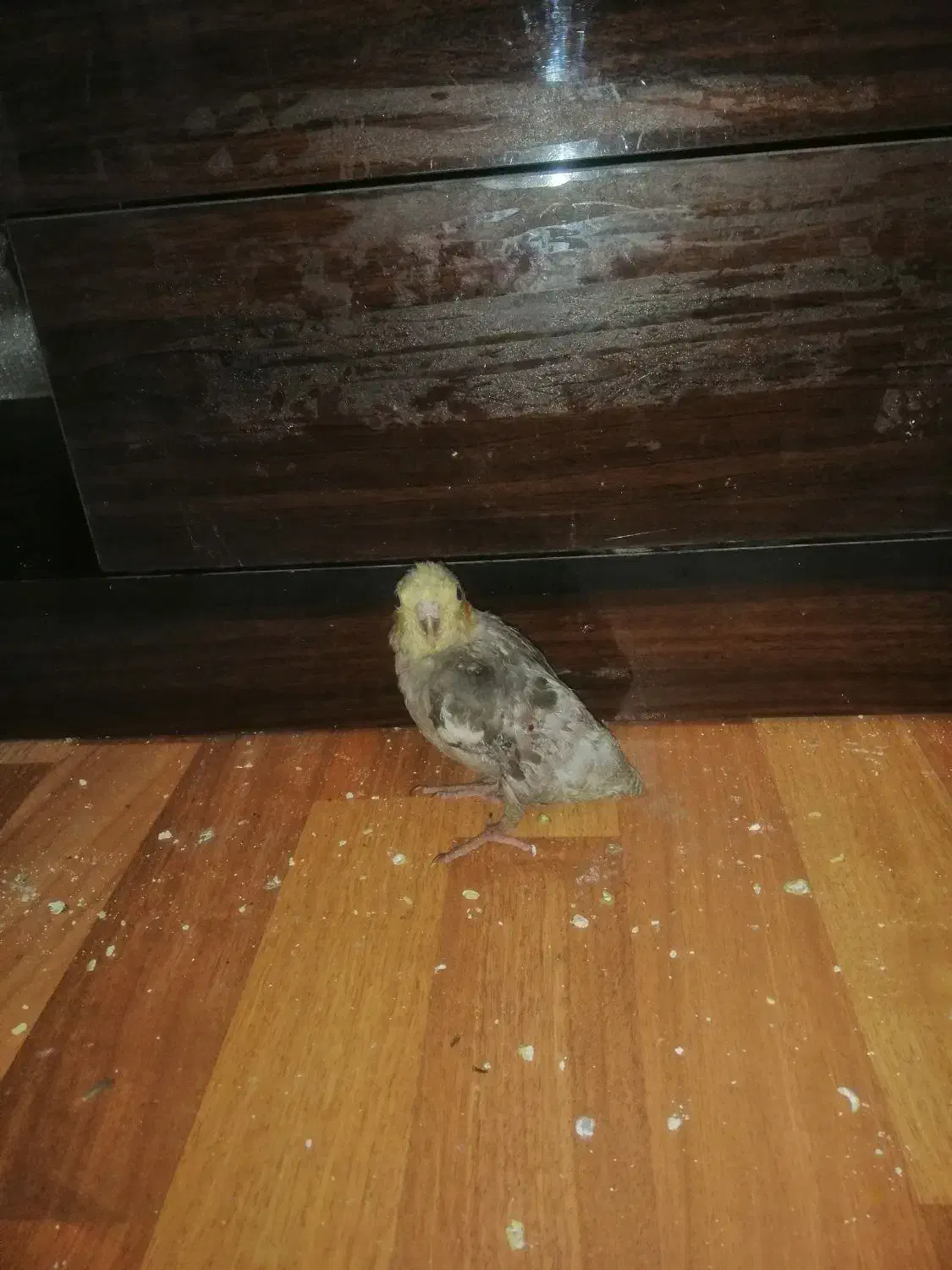 جوجه عروس|پرنده|ری, حمزه‌آباد|دیوار