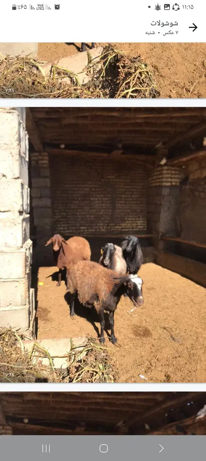 ۴عددمیش افشاری درجه یک|حیوانات مزرعه|بسطام, |دیوار