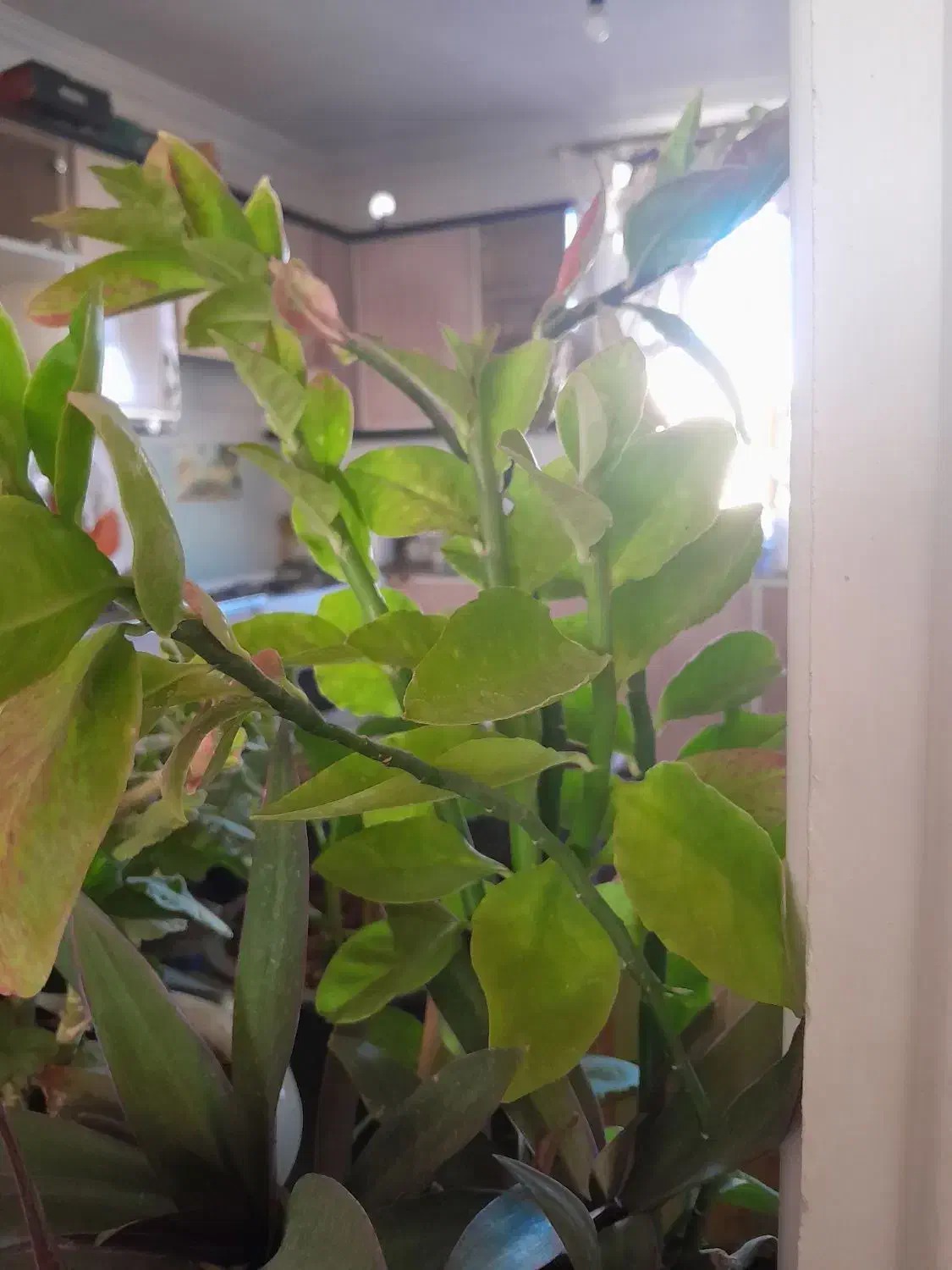 گل های زیبا|گل و گیاه طبیعی|اسفراین, |دیوار