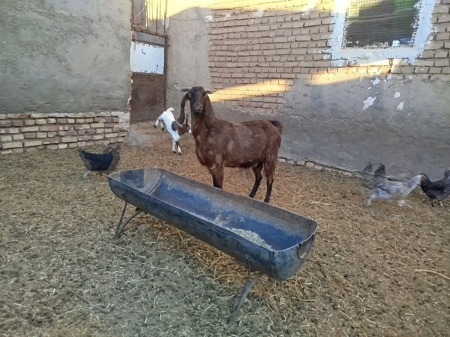 بز دورگ چاق|حیوانات مزرعه|سرایان, |دیوار