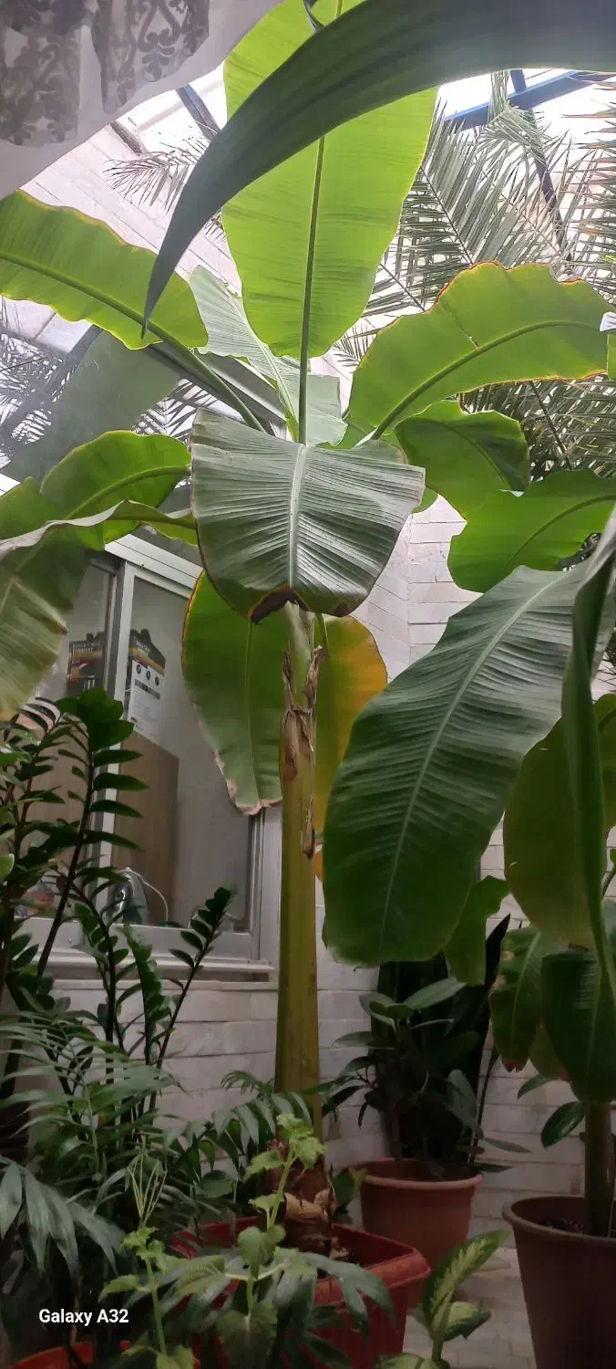 گل طبیعی دوتا درخت موز فاندانوس ونخل|گل و گیاه طبیعی|شاهرود, |دیوار