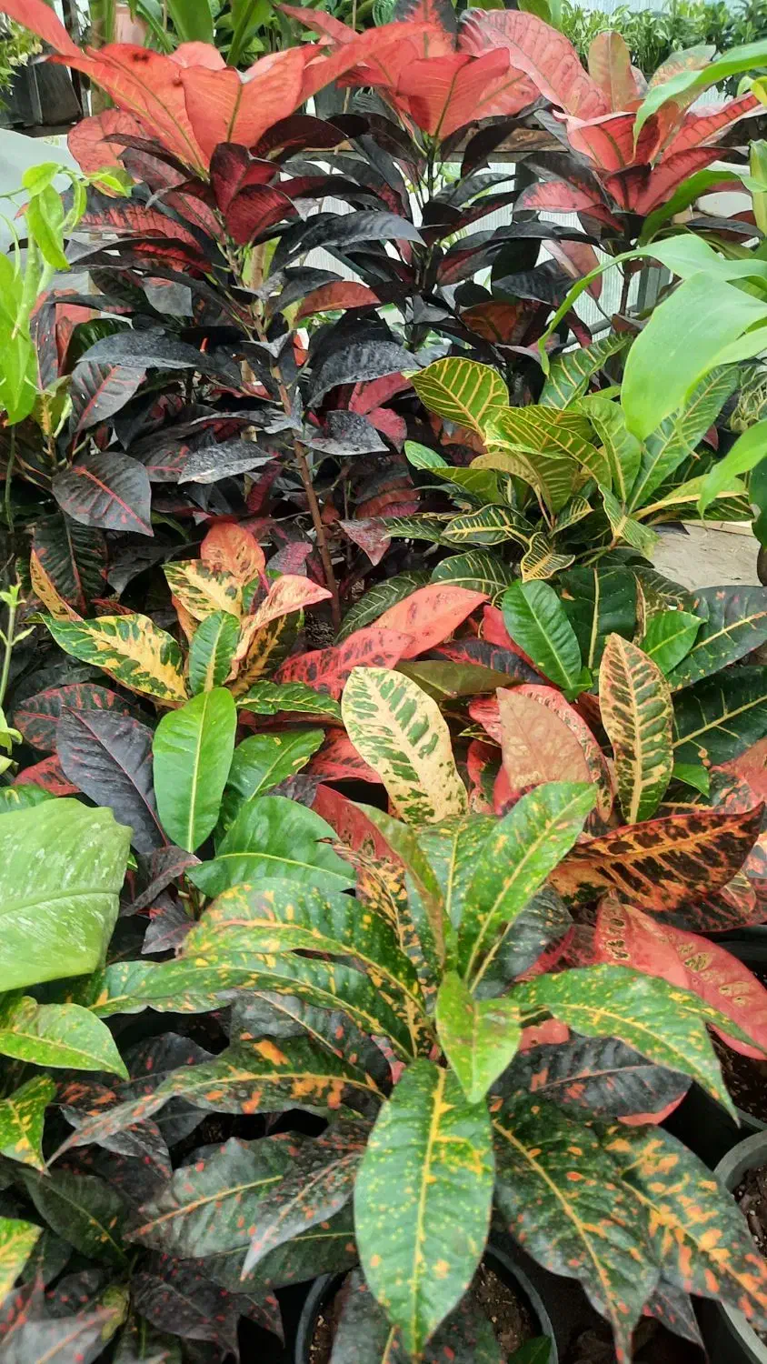 سانسوریا ، پتوس ، سرخس ،کروتون|گل و گیاه طبیعی|مشکیندشت, |دیوار