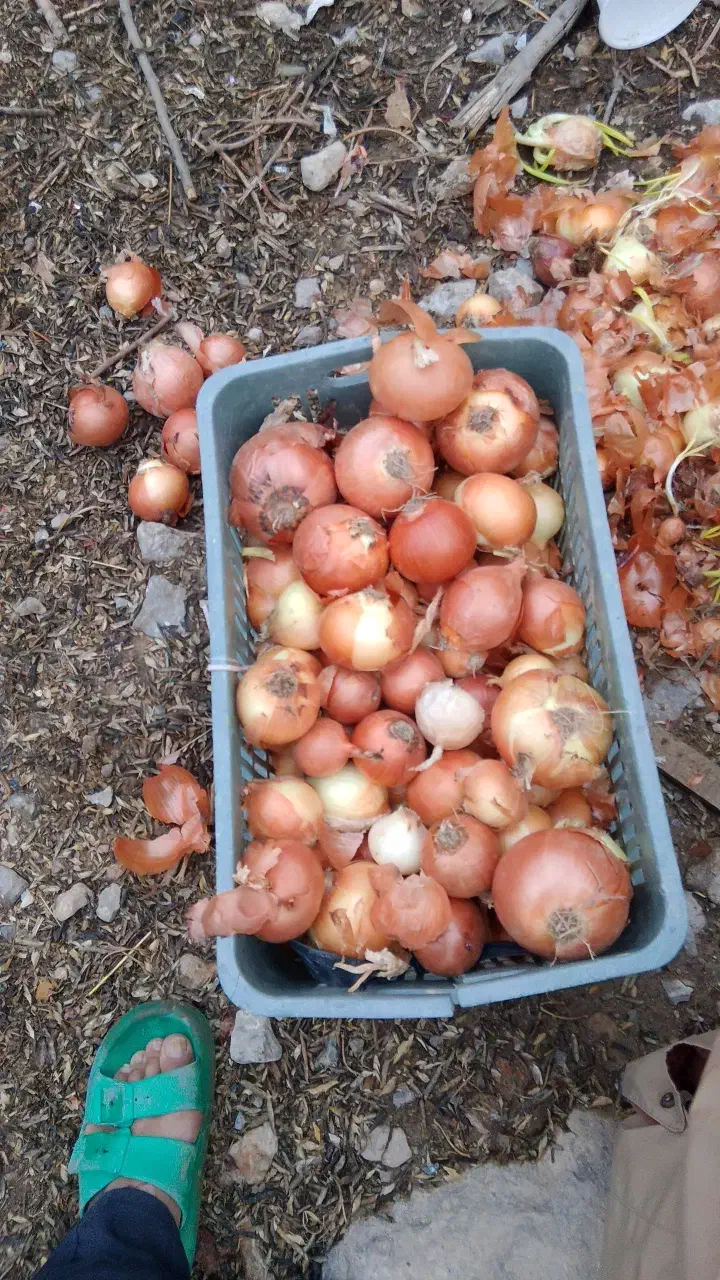 پیاز زرد|خوردنی و آشامیدنی|آشخانه, |دیوار