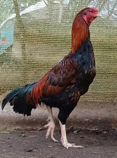 خرورس لاری|حیوانات مزرعه|خمام, |دیوار