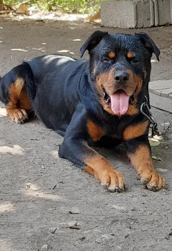 روتوایلر نر اصل پوزه دلقکی ۶پنجه|سگ|خشکبیجار, |دیوار