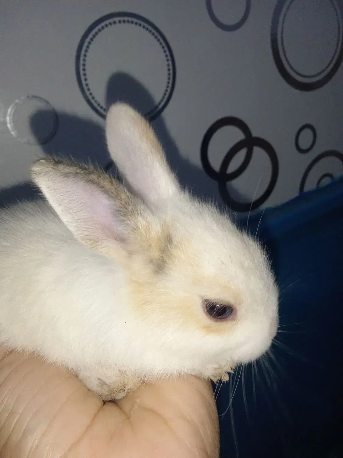 سلام ۵ عدد خرگوش باهوش صحیح و سالم به فروش می‌رسد|موش و خرگوش|آبادان, |دیوار