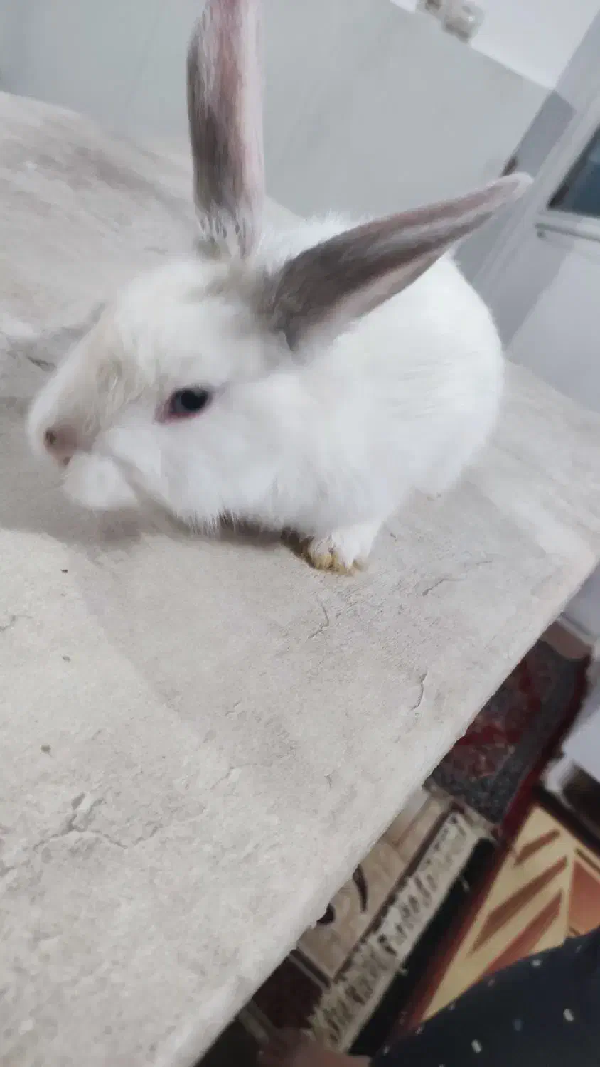 خرگوش|موش و خرگوش|ارومیه, |دیوار