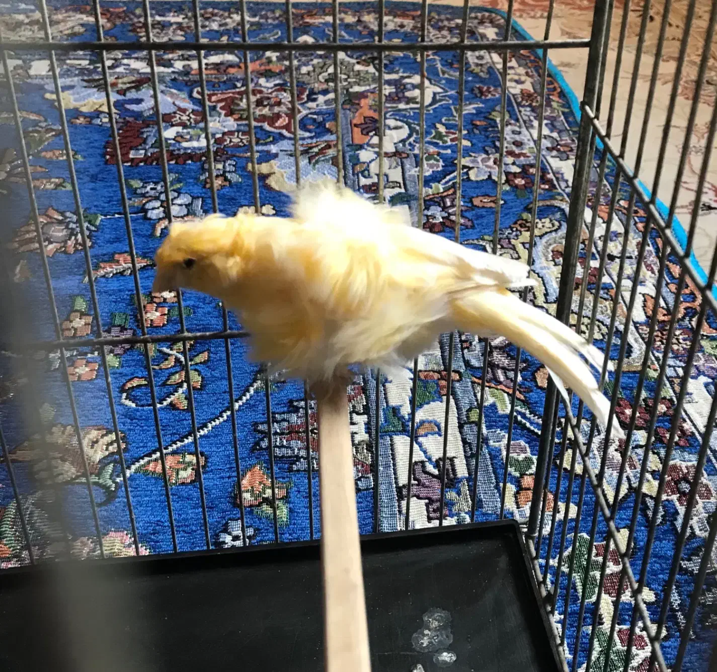 قناری ماده فری|پرنده|سبزوار, هویزه|دیوار