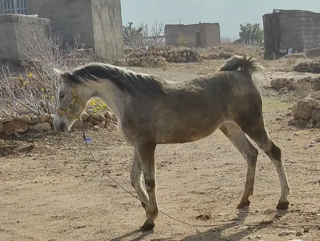 فروش اسب مادیون|اسب و تجهیزات اسبسواری|شیراز, لاله|دیوار