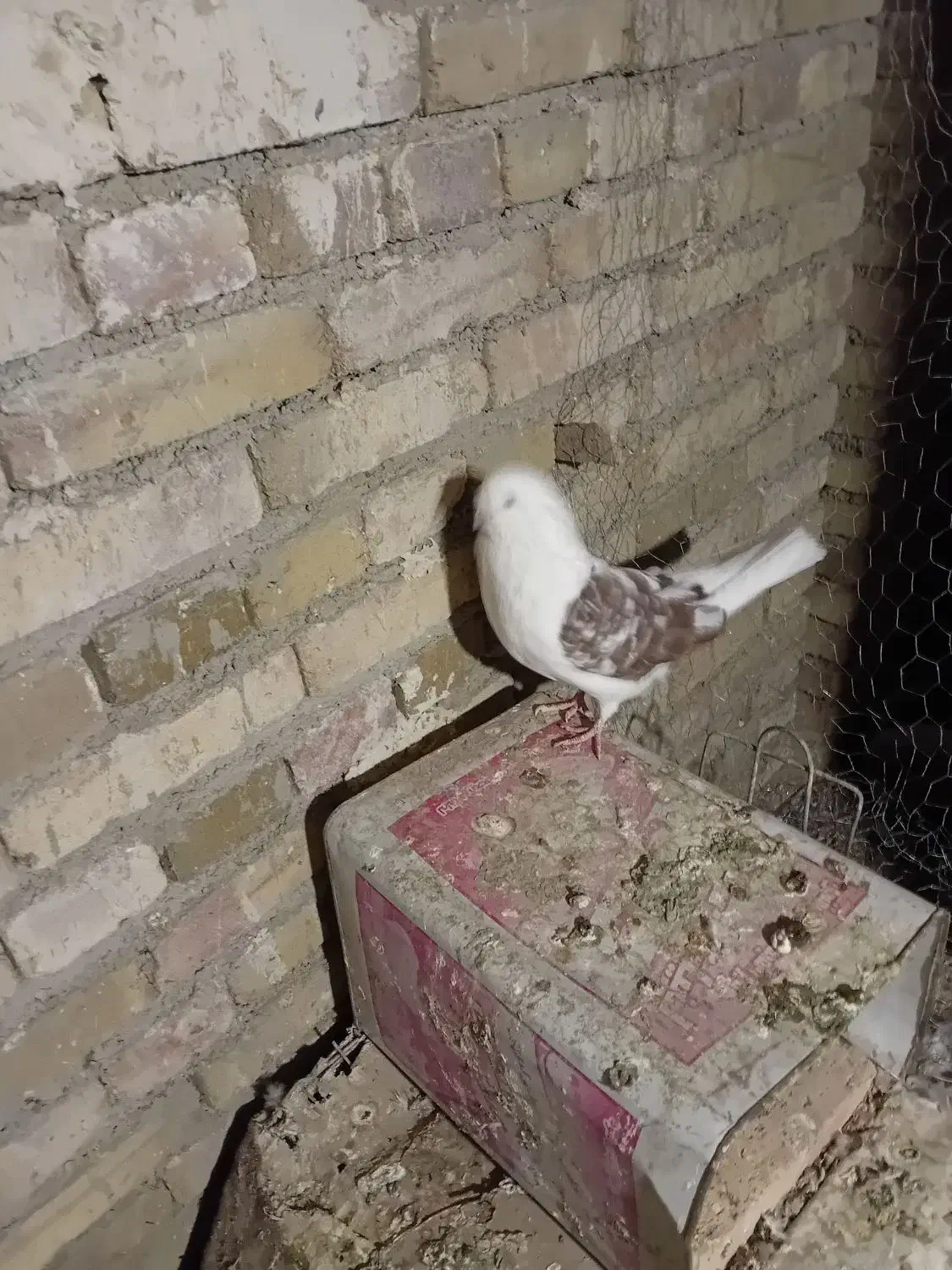 کبوتر پشتار|پرنده|مرند, |دیوار