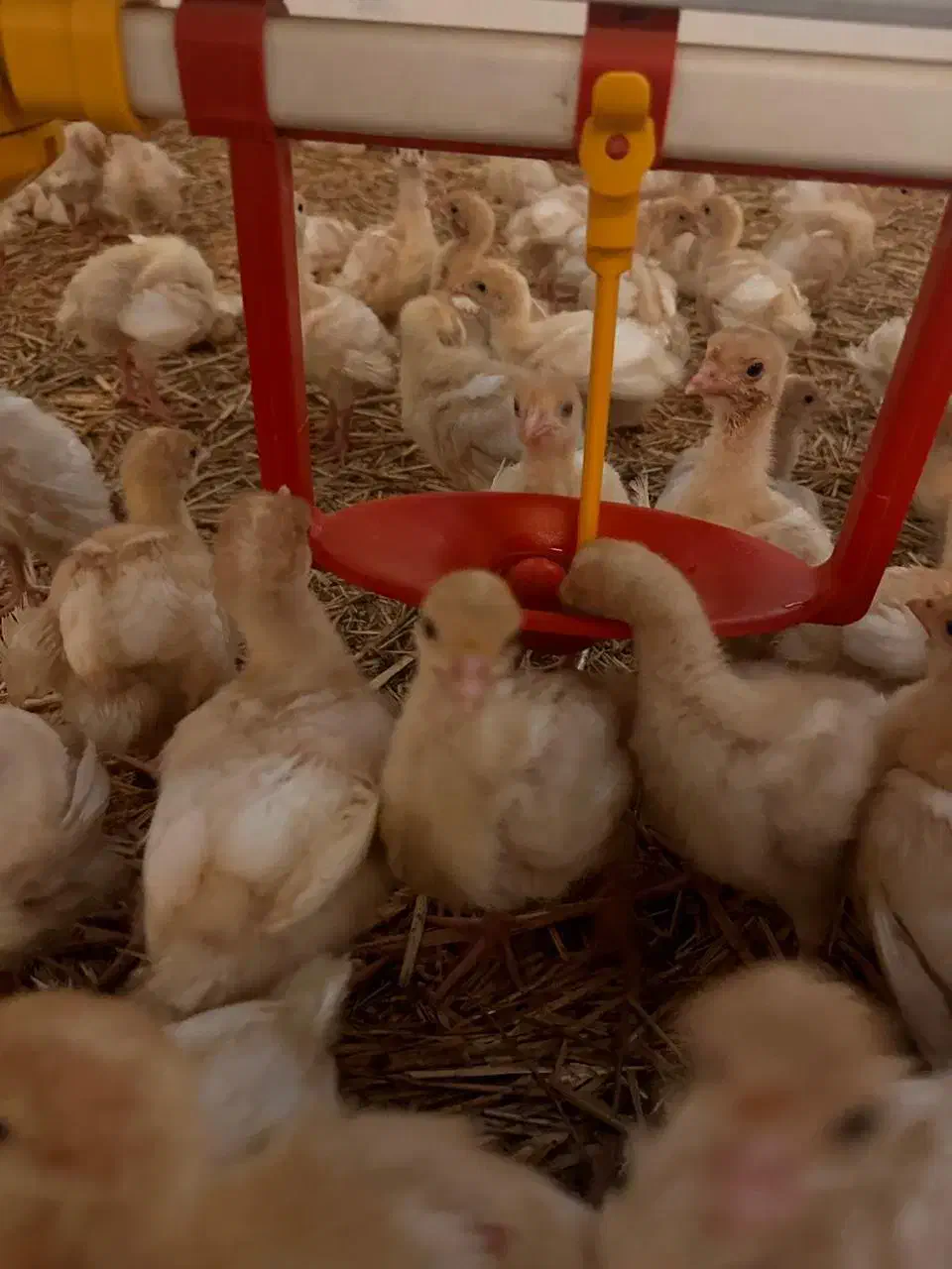 جوجه بوقلمون/بیوتی و هیبرید/یکروزه/یکماهه/گوشتی|حیوانات مزرعه|مشهد, بهشت|دیوار