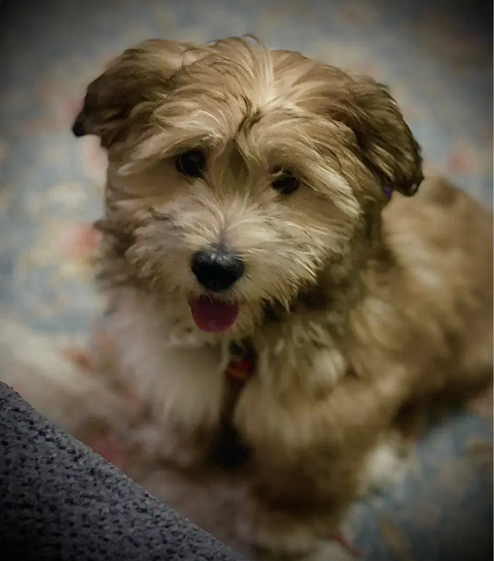 سگ نژاد شیتزو|سگ|مشهد, ابوذر|دیوار