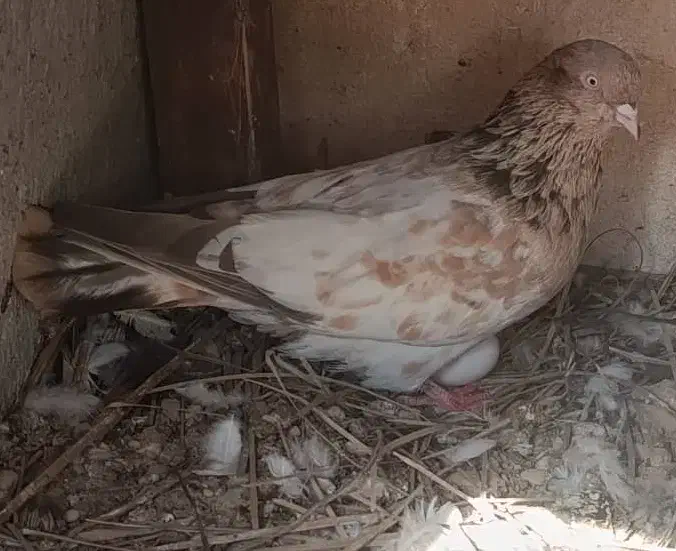 کبوتر|پرنده|شبانکاره, |دیوار