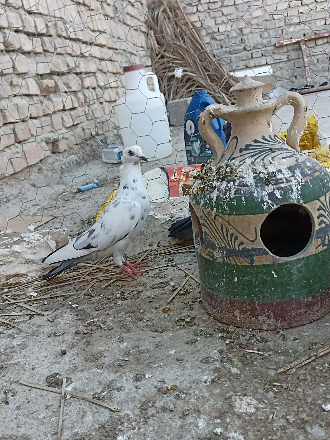 کبوتر|پرنده|سراوان, |دیوار