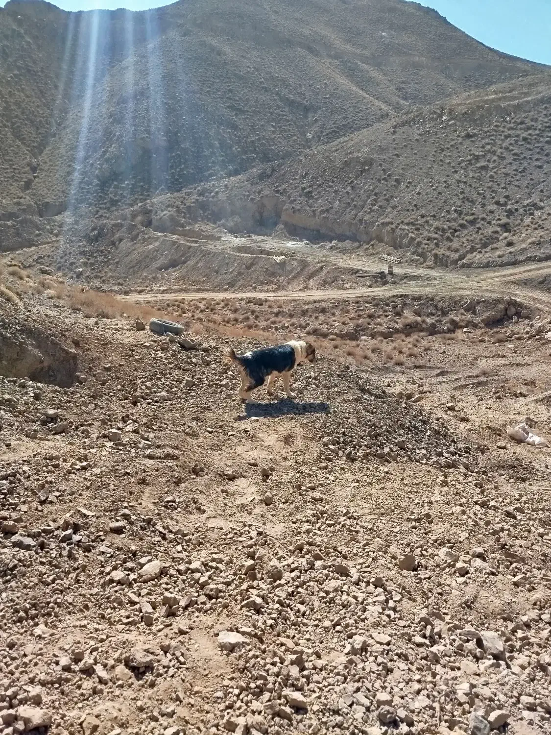 سگ سرابی|سگ|خوسف, |دیوار