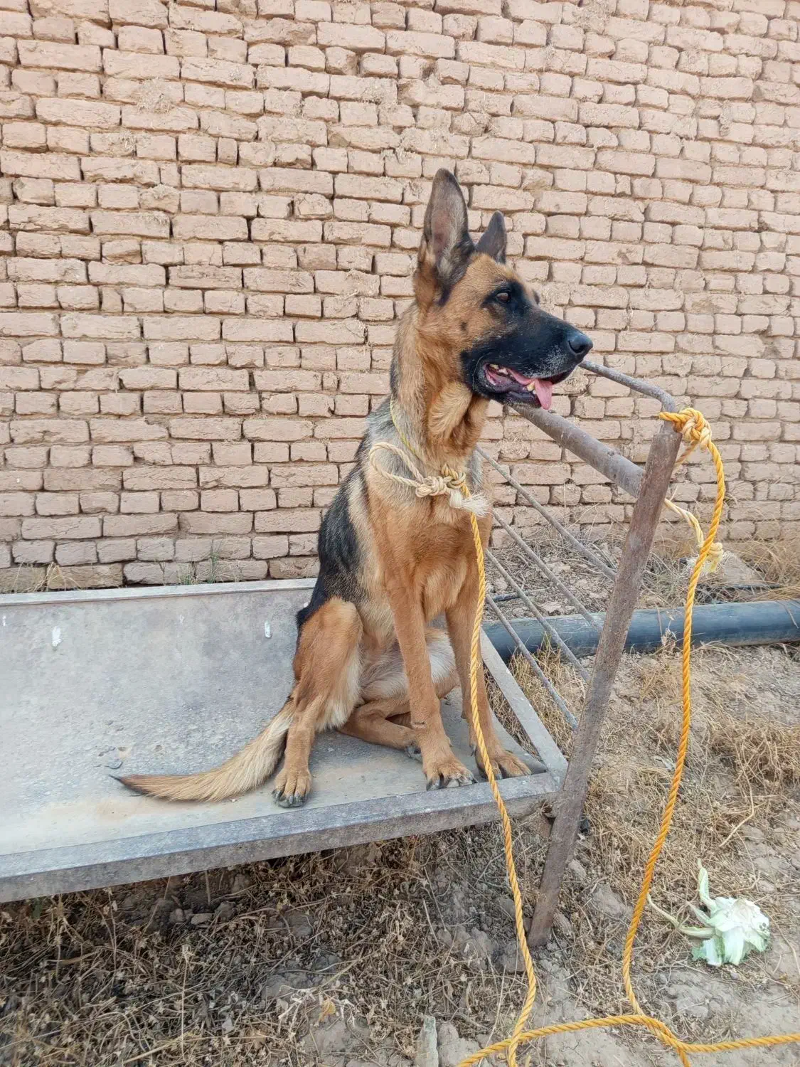 سگ ژرمن ماده جوان|سگ|تاکستان, |دیوار