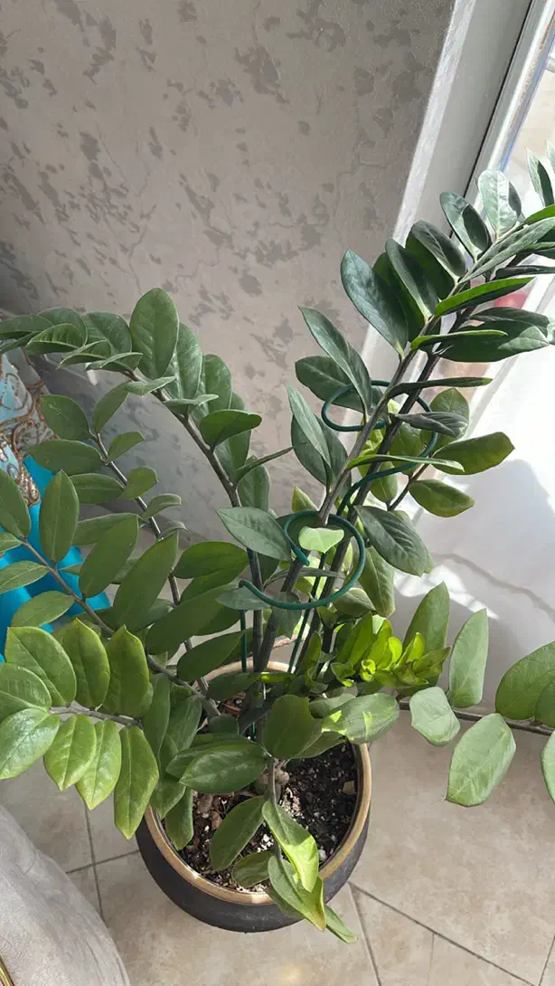 گل زاموفیلیا با گلدون|گل و گیاه طبیعی|دماوند, گیلاوند|دیوار