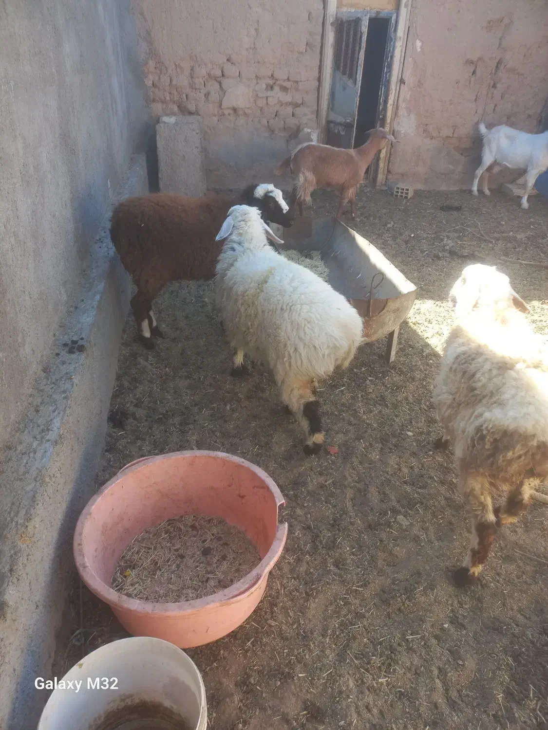 بره ماده سبک وزن|حیوانات مزرعه|درمیان, |دیوار