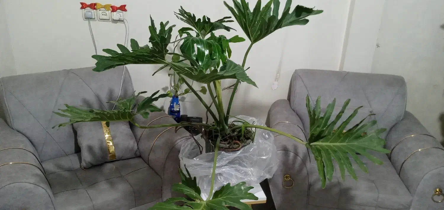 برگ انجیری|گل و گیاه طبیعی|تهران, خاک سفید|دیوار