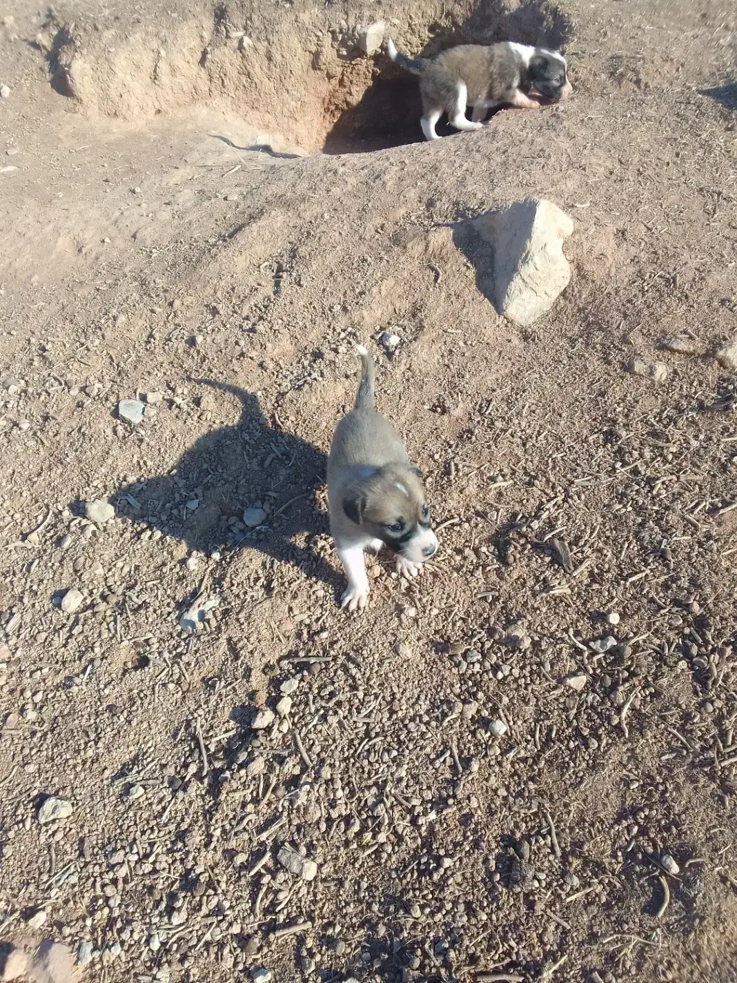 توله واگذاری|سگ|گیلان غرب, |دیوار