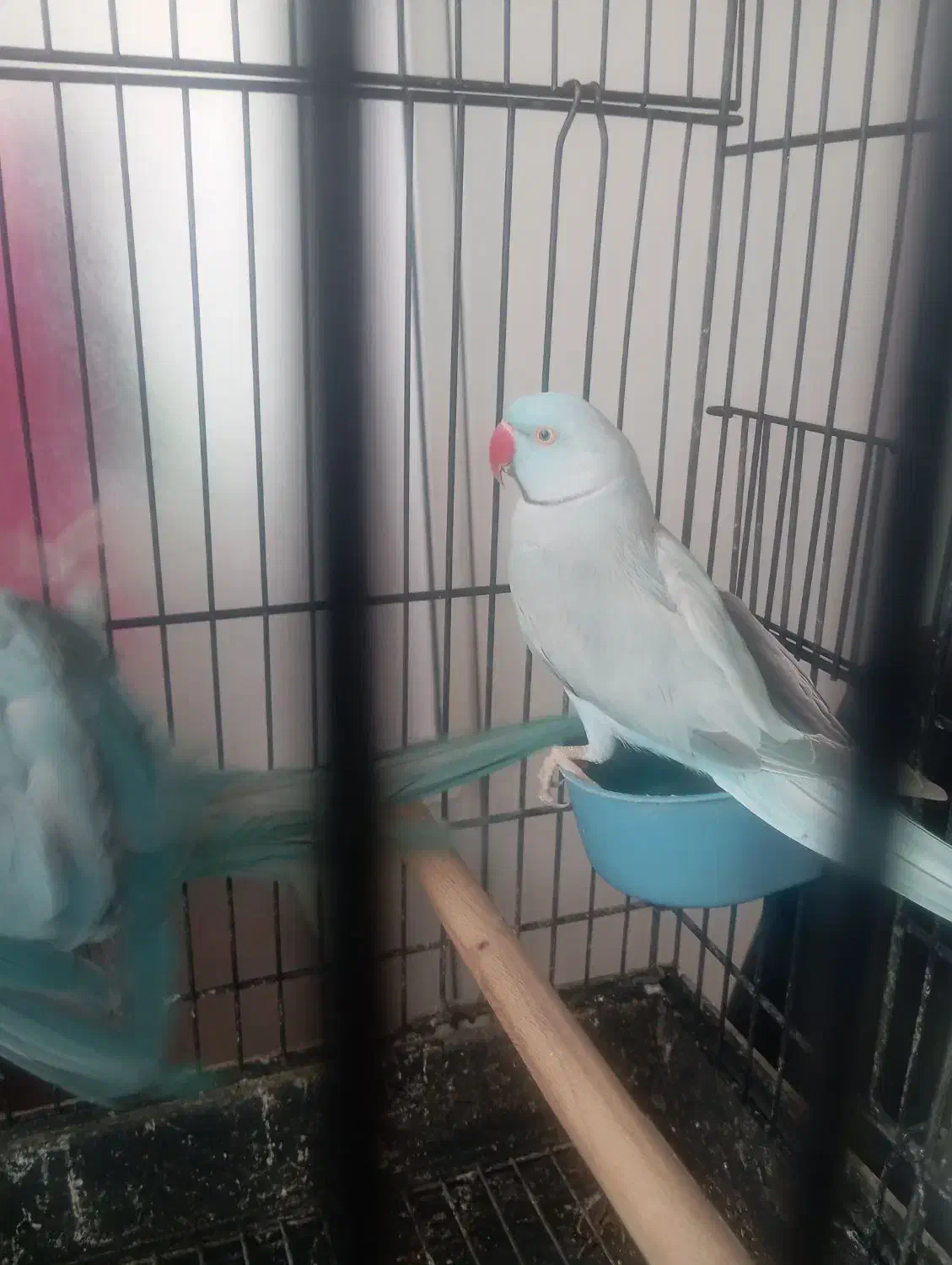 جفت ملنگو آبی|پرنده|قم, حاج زینل|دیوار