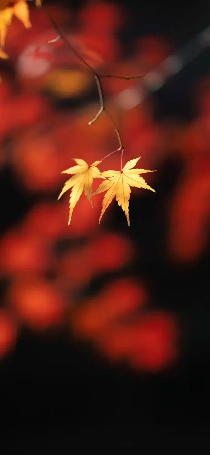 سیم کارت .همراه اول. 0912.341|سیم‌کارت|زنجان, |دیوار