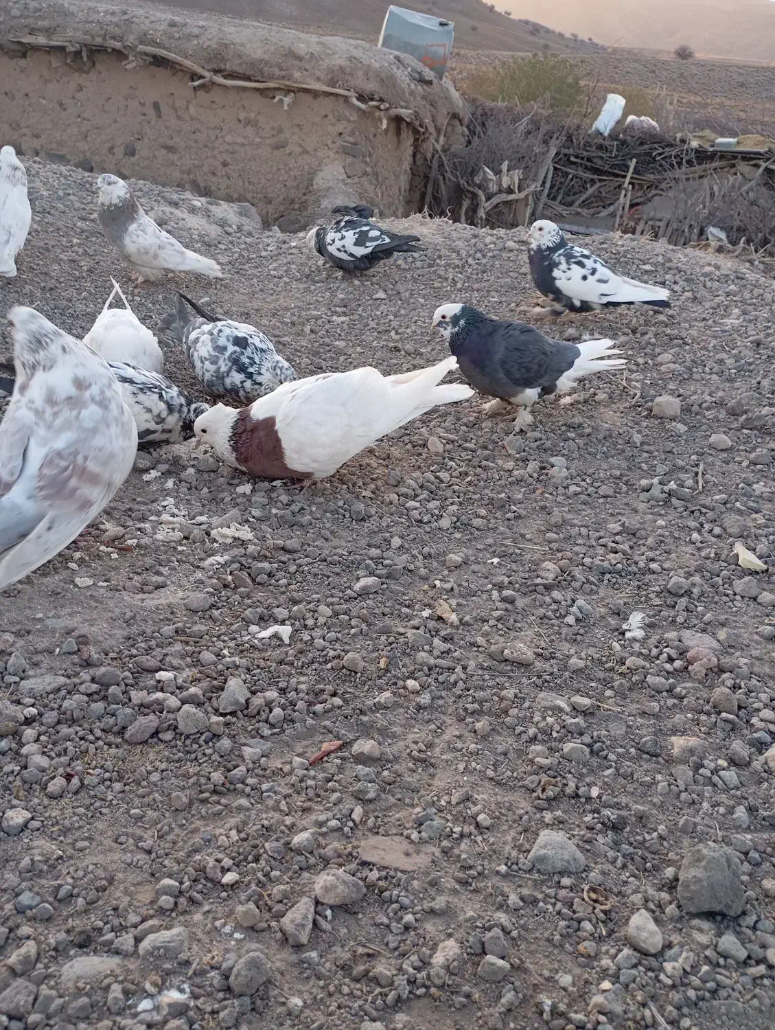 کبوتر|پرنده|بافت, |دیوار