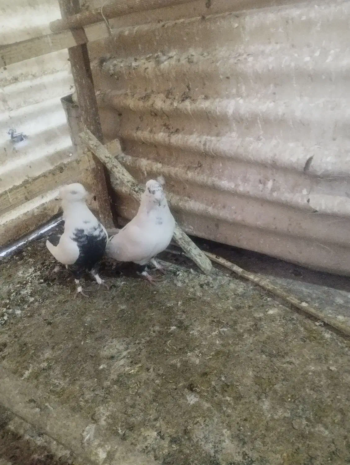 کفتر سالم|پرنده|تهران, بیسیم|دیوار