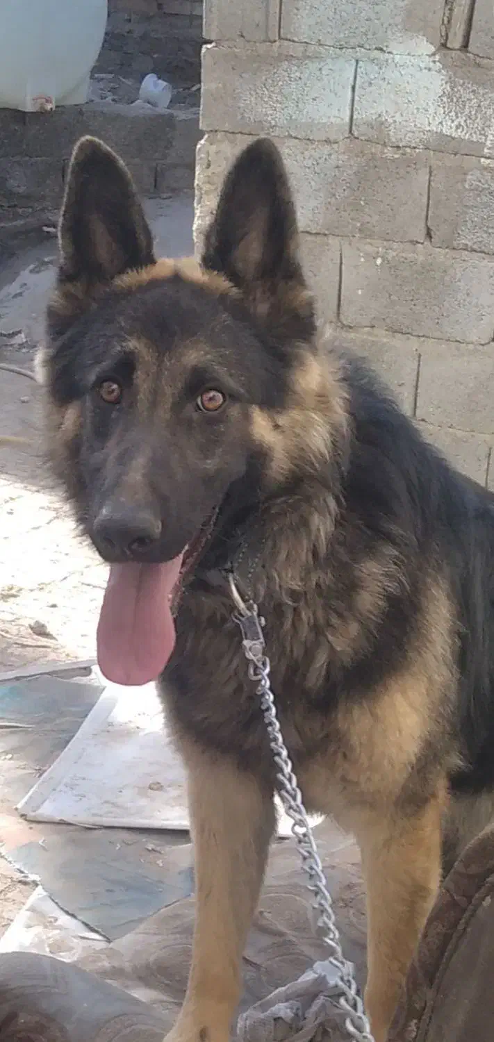 سگ ژرمن|سگ|زاهدان, |دیوار