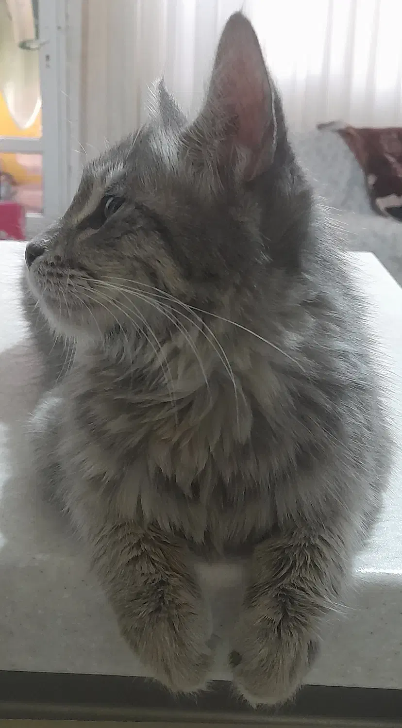 گربه|گربه|تهران, حر|دیوار