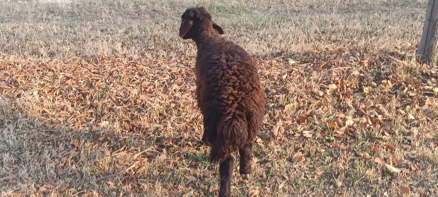 دو عدد بره یکی نر ویکی ماده|حیوانات مزرعه|نقده, |دیوار