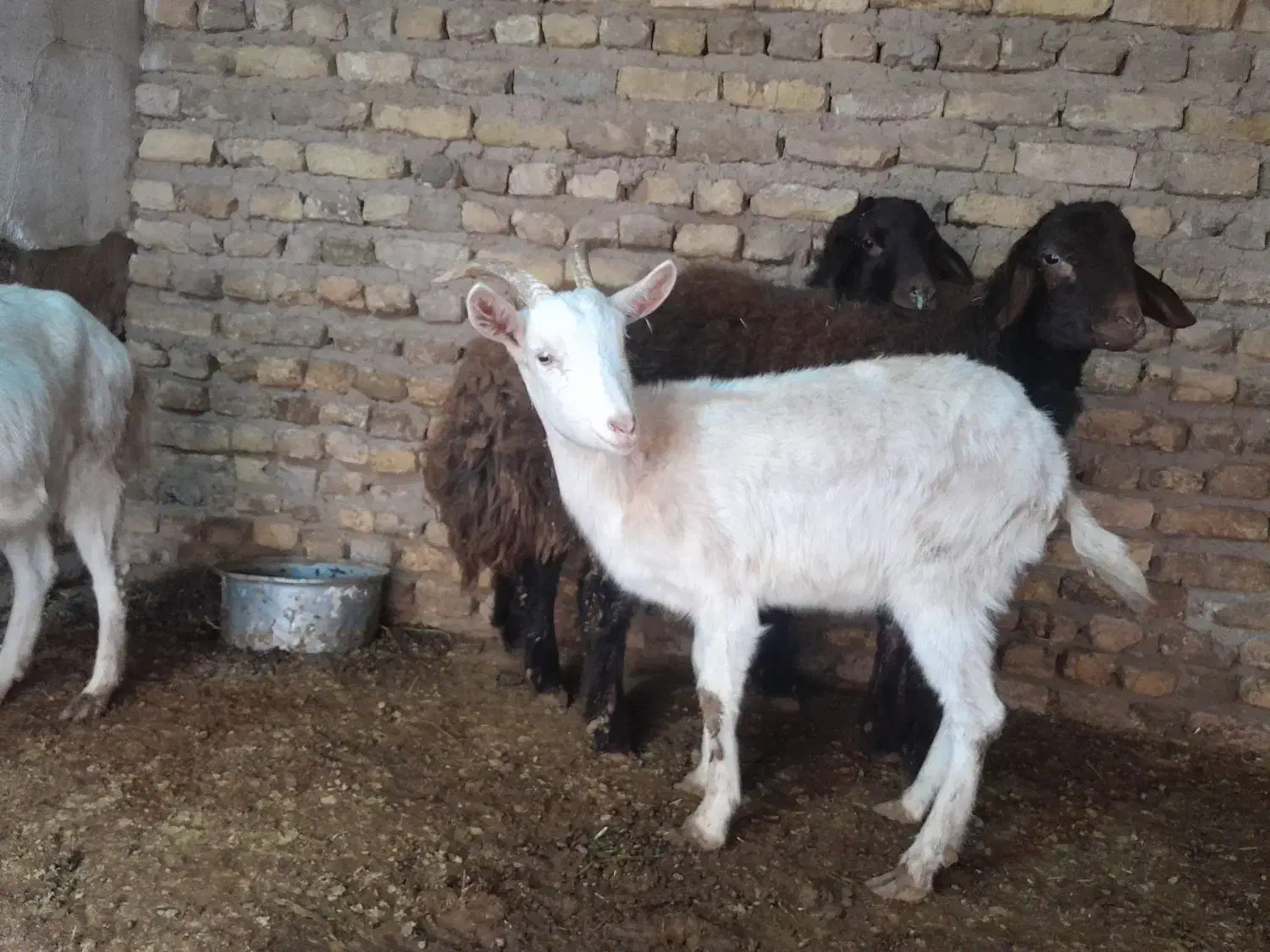 بز سانن|حیوانات مزرعه|تربت‌حیدریه, بالا ولایت|دیوار