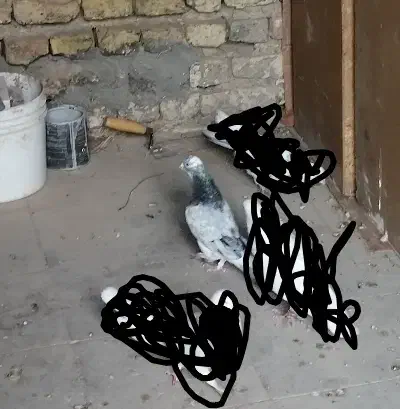 شازده سرور گمشده|حیوانات|بومهن, |دیوار