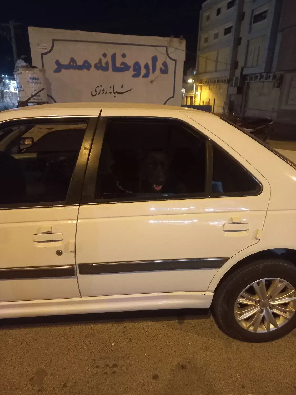 ژرمن بلک|سگ|قشم, |دیوار