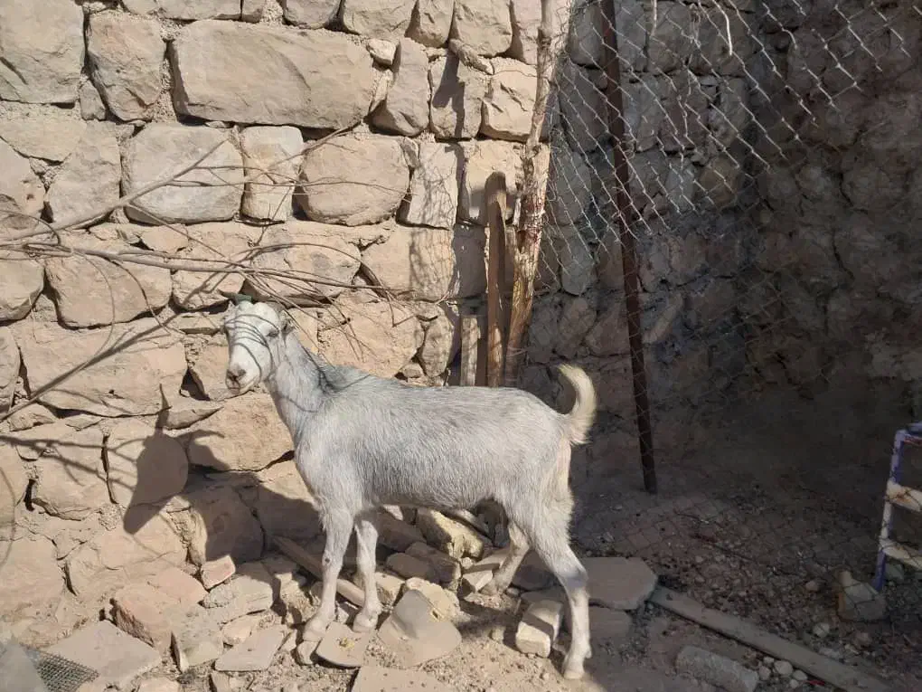 دو عدد تیر بز|حیوانات مزرعه|اندیمشک, |دیوار