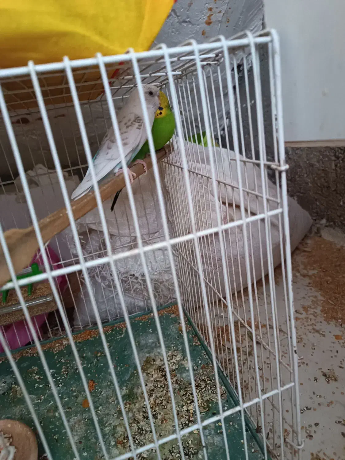 یه جفت مرغ عشق مولد|پرنده|سبزوار, باهنر|دیوار