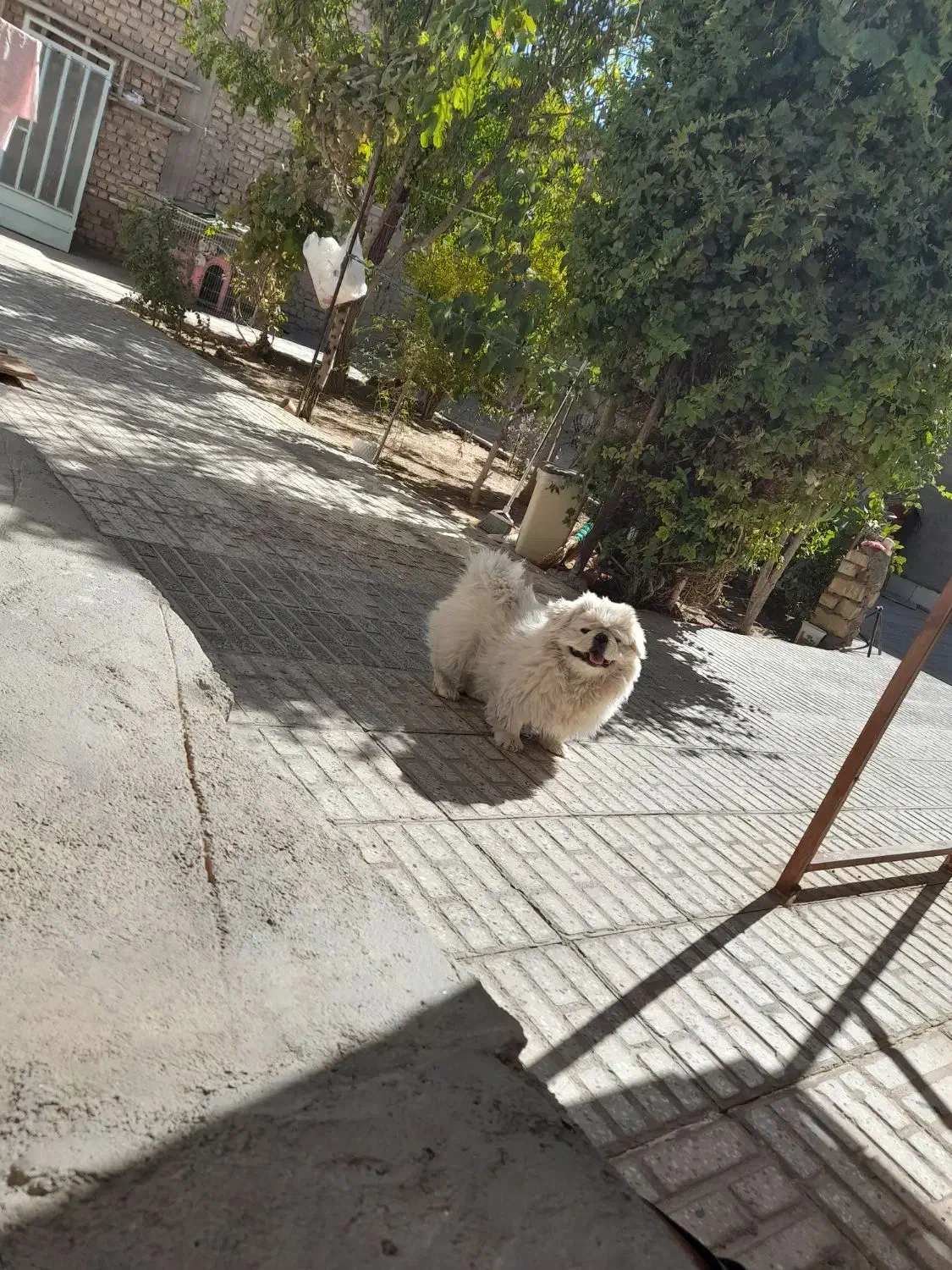 پیکینیزامپریال نر|سگ|شهرضا, |دیوار