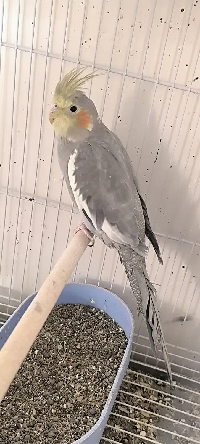 عروس هلندی|پرنده|بردسکن, |دیوار