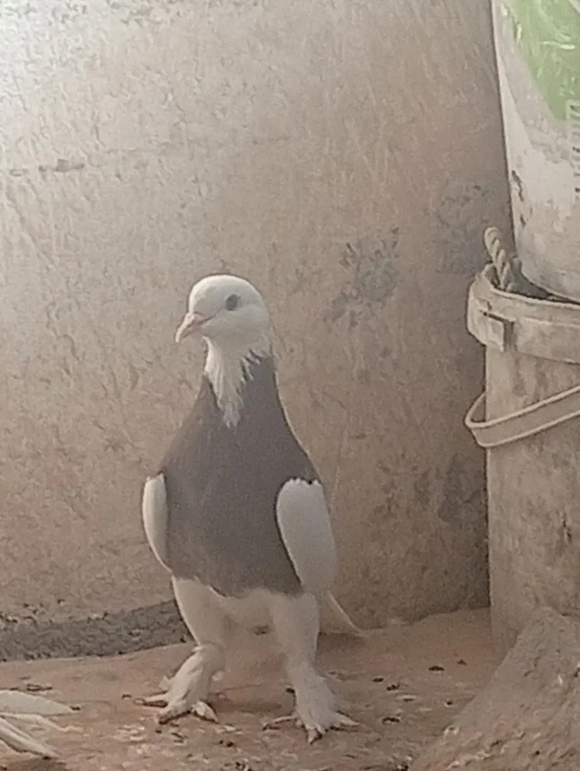 کبوتر طوقی|پرنده|برازجان, |دیوار