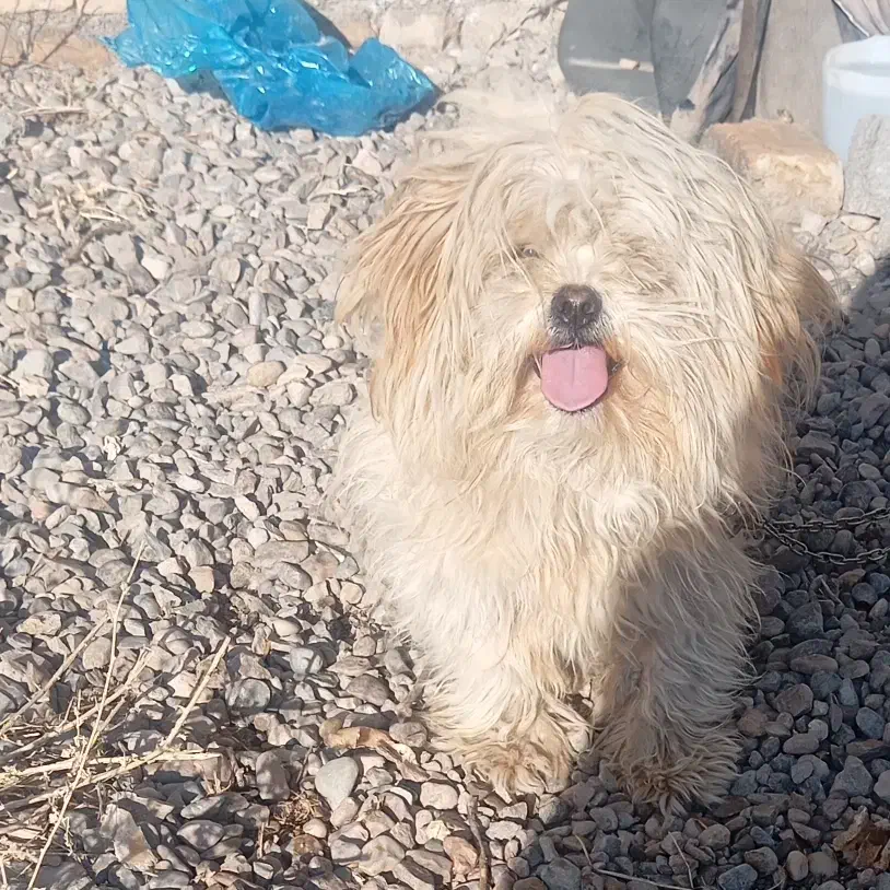 سگ پاکوتاه|سگ|فاروج, |دیوار