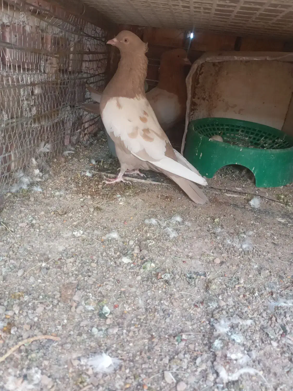 سینه ای|پرنده|زرند, |دیوار