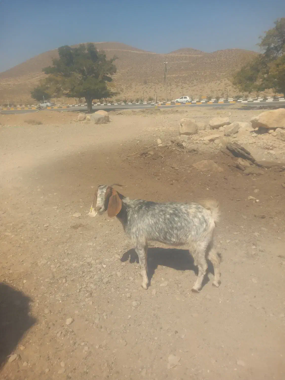 فروش ۲ راس بز جوان ابستن|حیوانات مزرعه|نی‌ریز, |دیوار