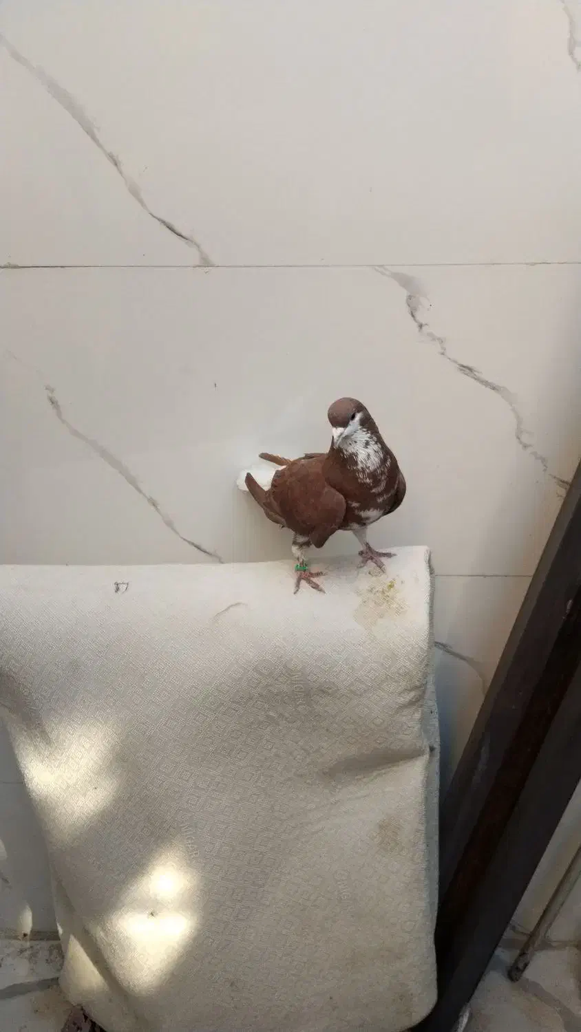 شهری|پرنده|خرمشهر, |دیوار