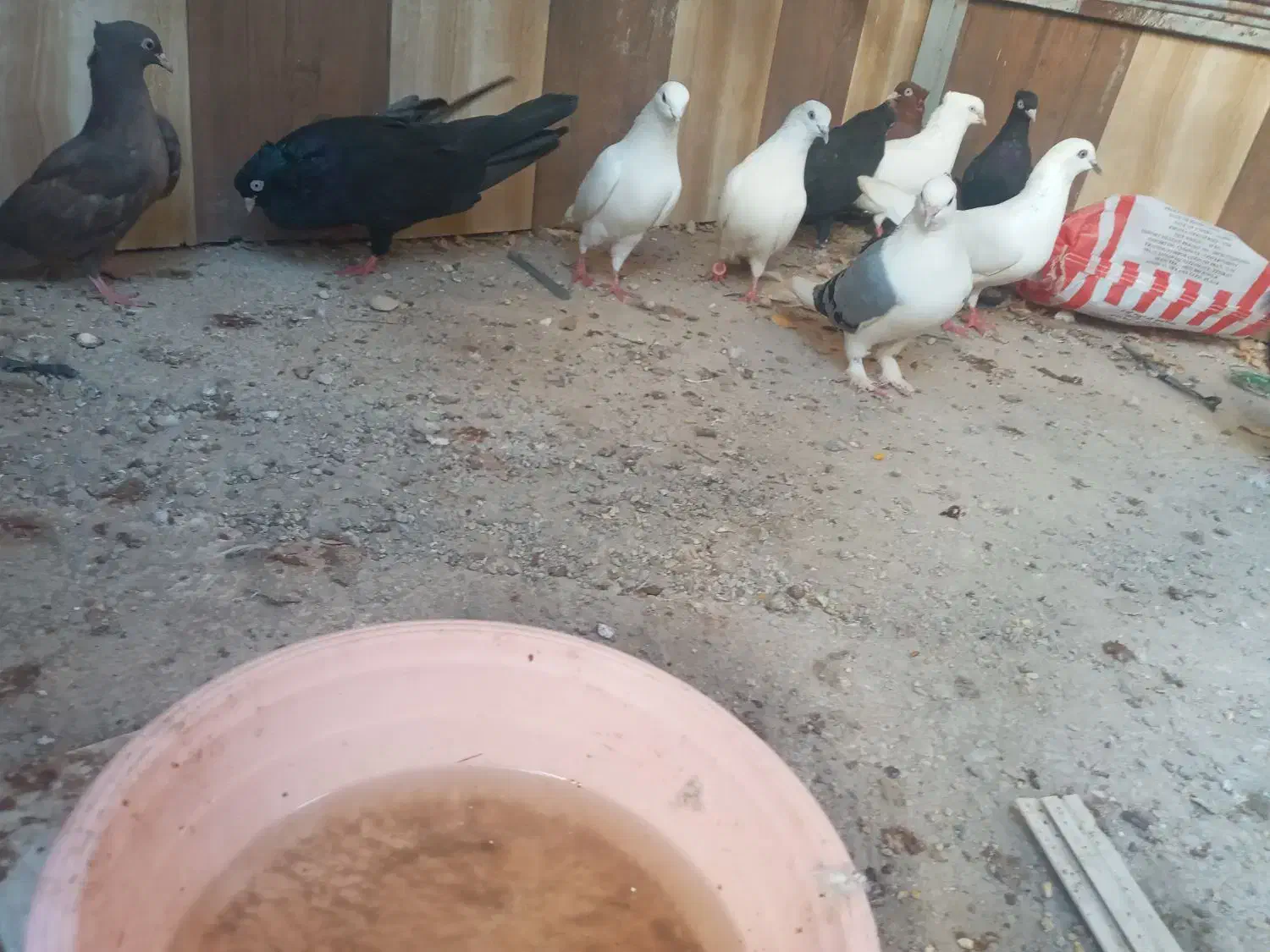 تعدای کبوتر درجه یک|پرنده|بوشهر, |دیوار