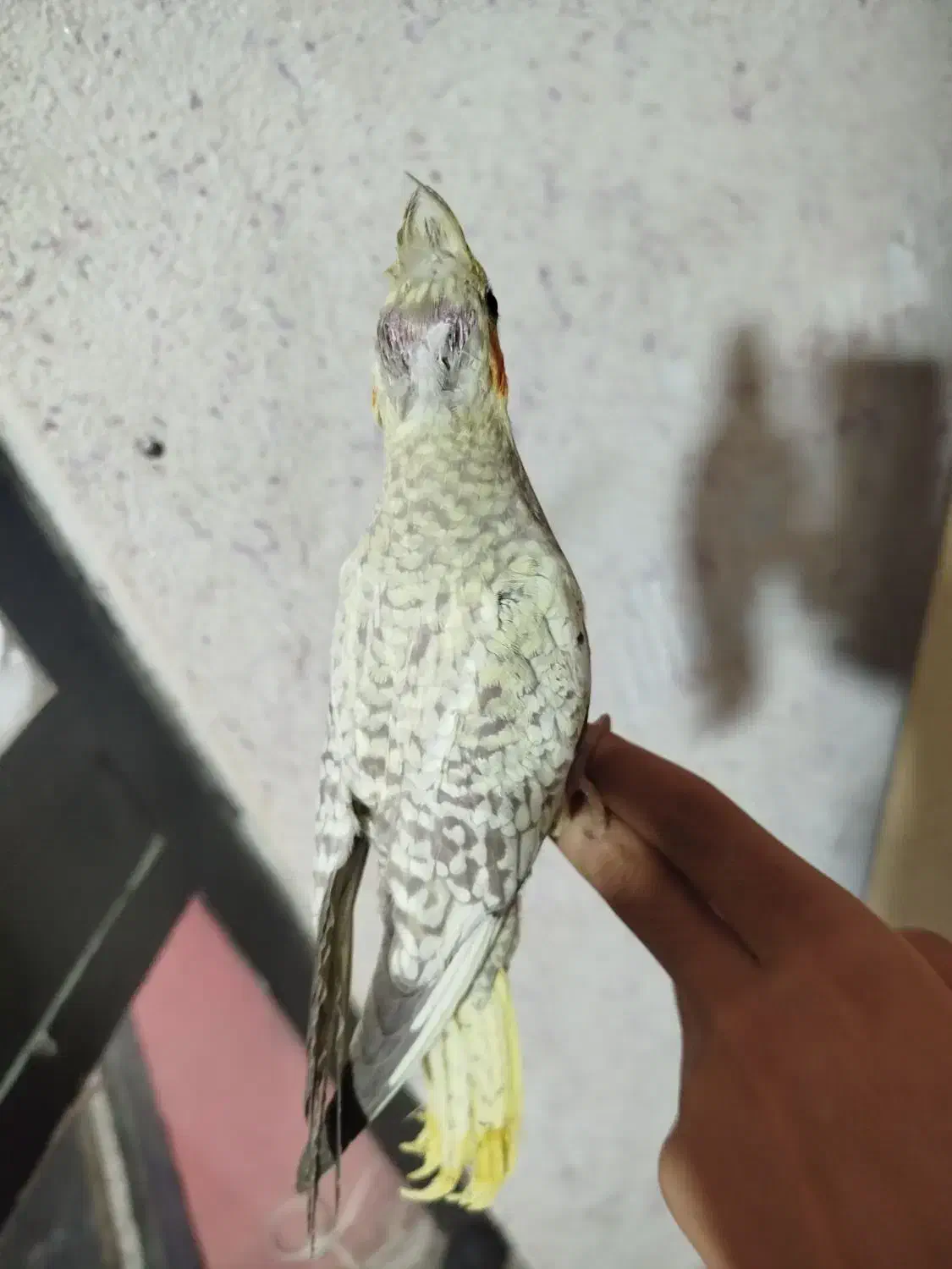 عروس هلندی رام|پرنده|هشتگرد, مدرس|دیوار