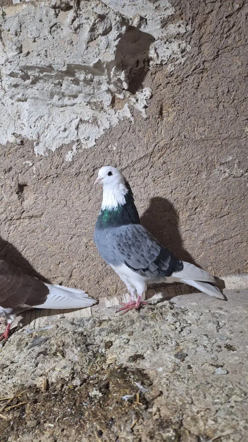 کبوتر  پرشی|پرنده|مهربان, |دیوار